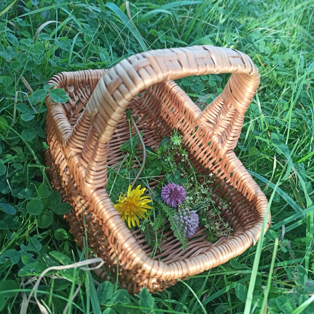 Kräuterführung in Heilbronn mit dipl. Kräuterpädagogin