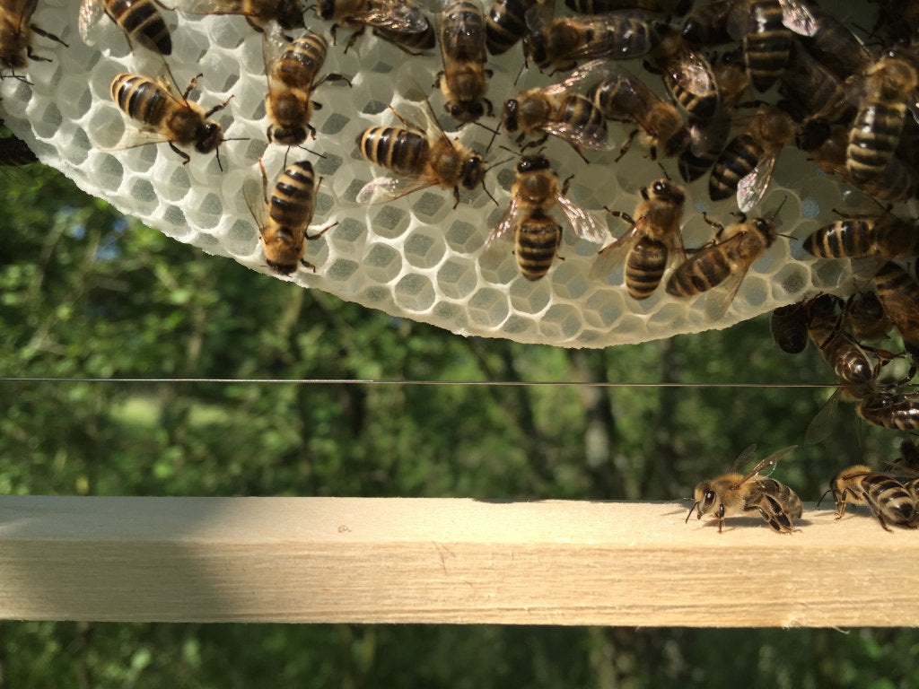 Bienenprodukte in der Naturkosmetik - privater Workshop